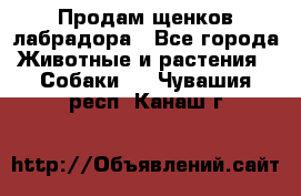 Продам щенков лабрадора - Все города Животные и растения » Собаки   . Чувашия респ.,Канаш г.